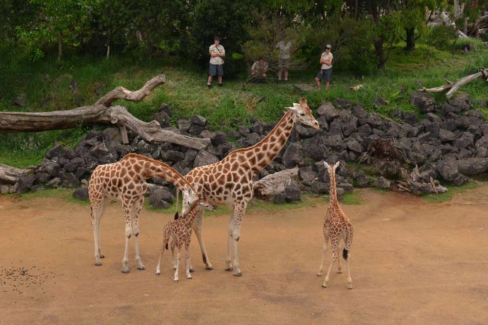 giraffe outdoor with people in front