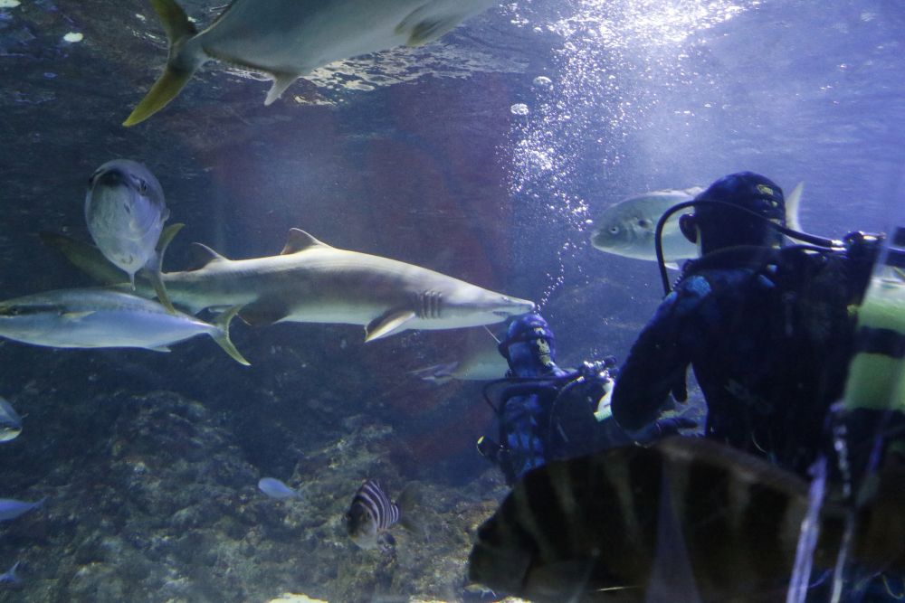 people in wetsuit inside tank with sharks
