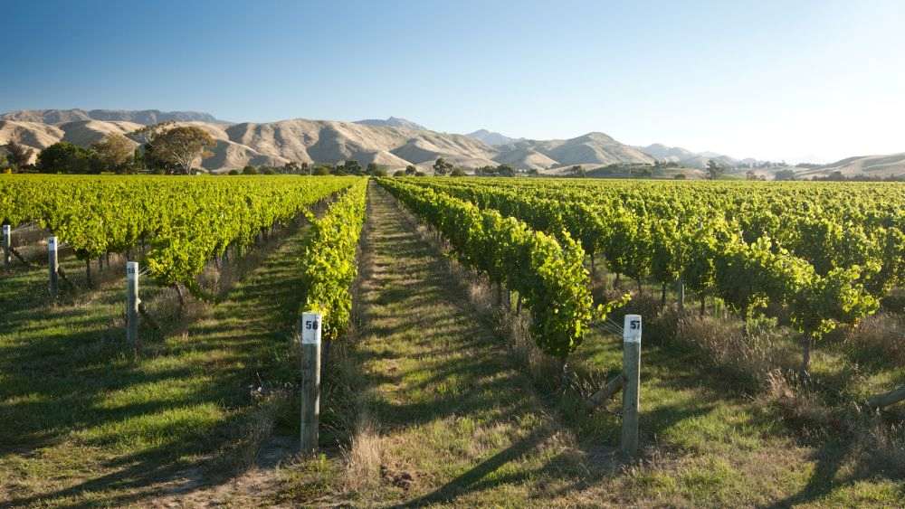 vineyard with mountain on the background