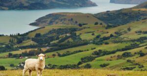 Best Time to Visit New Zealand