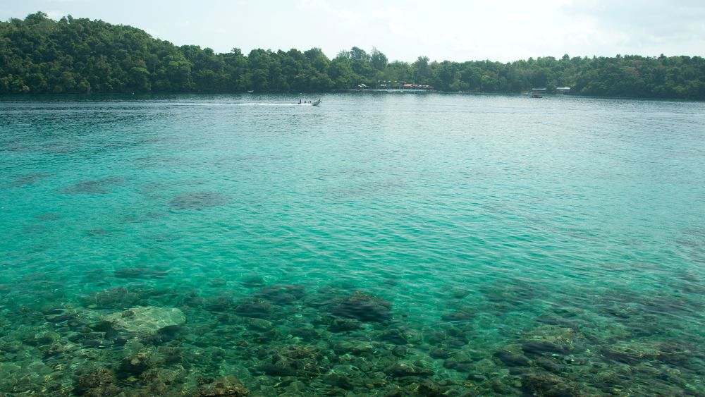 crystal-clear waters surrounded by green trees - Beautiful Islands