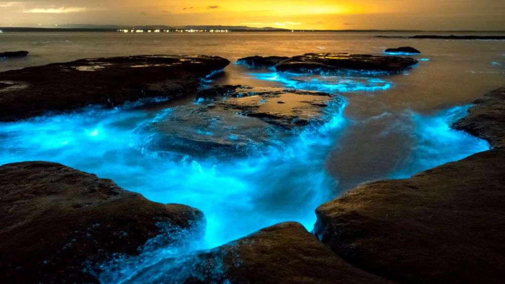 bioluminescent plankton light up the ocean at night. - Beautiful Islands