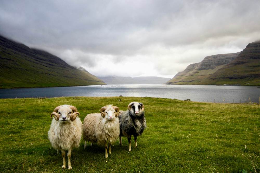 three wild sheep roaming the green hills - Beautiful Islands
